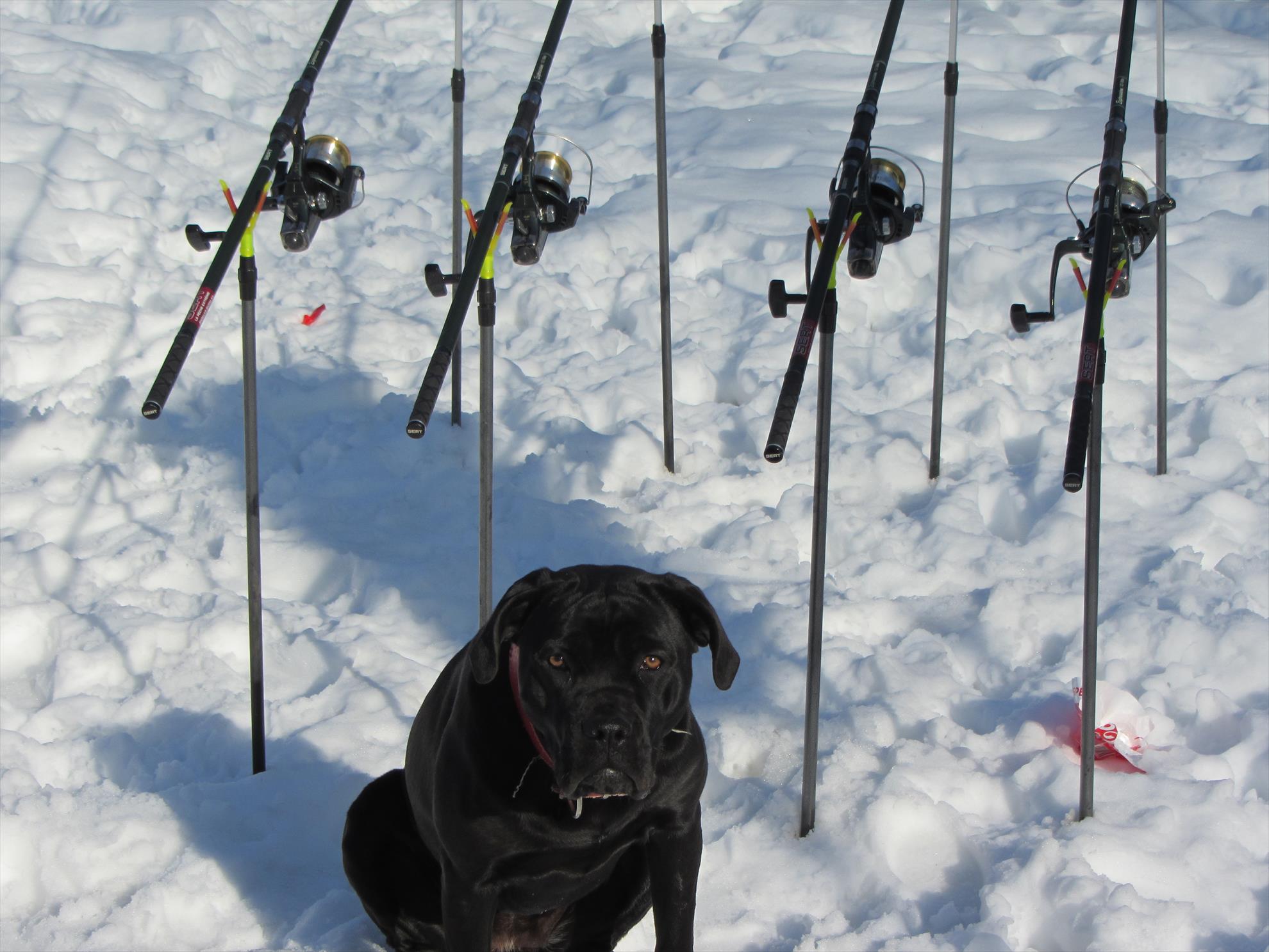 primavara?? - prima captura din 2014 34,800